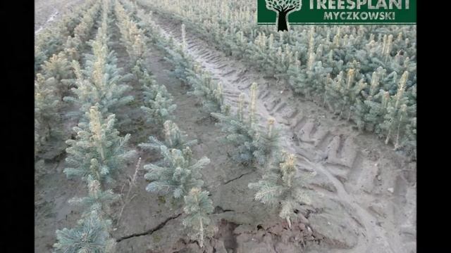 Świerk Srebrny Picea PUNGENS GLAUCA KAIBAB / sadzonki świerka srebrnego na choinki od Treesplant.p смотреть онлайн