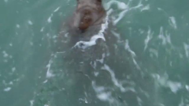 Карское море смотреть онлайн