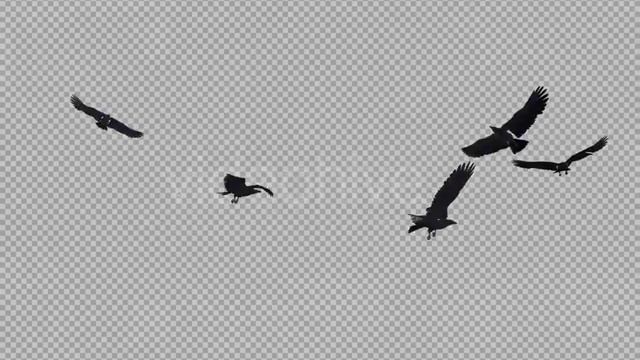 Black Birds - Angry Flock - Flying Around - III | Motion Graphics - Envato elements смотреть онлайн