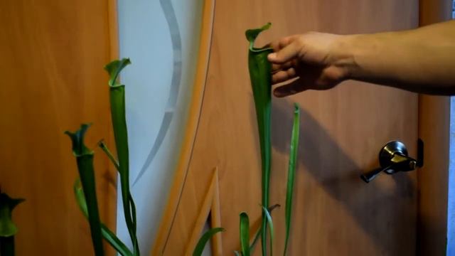 Sarracenia Flava