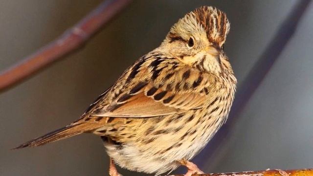 Lincoln's Sparrow Song! Lincoln's Sparrow Call! - Gorrión De Lincoln Canto - Melospiza Lincolnii смотреть онлайн