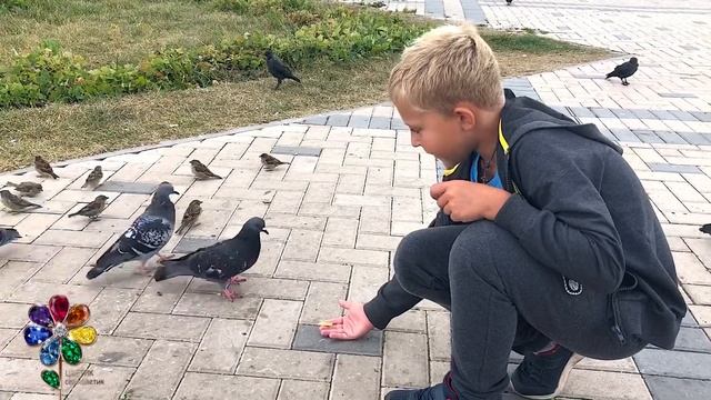 Голуби едят с руки. Смелые голуби из Нижнего Новгорода. Кормим птиц с ладошки. смотреть онлайн