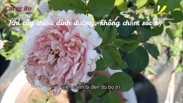 Carey Rose| Roses Search|Yu Yu Channel