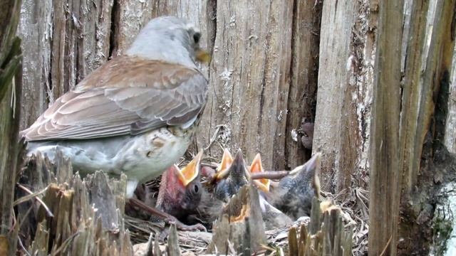 Птенцы Рябинника в гнезде, Chicks Fieldfare смотреть онлайн