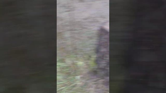 я в деревне. тут курочки и петух. ?️??️?