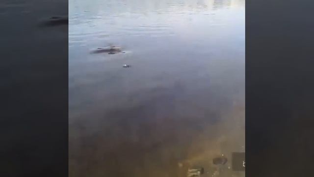 Ловля сома на лягушку ожете позавидовать ВитькуОбь. Сом 21,5кг смотреть онлайн