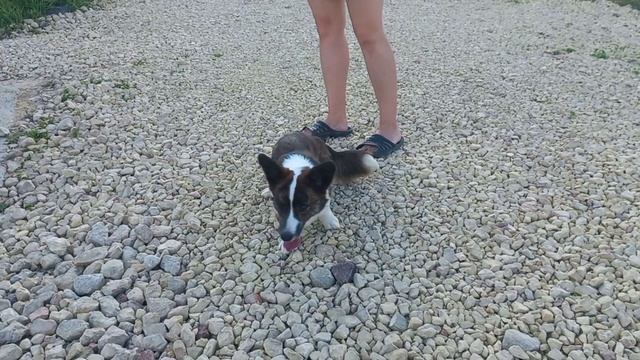 Самая веселая собака породы Вельш Корги Кардиган Жасмин. смотреть онлайн