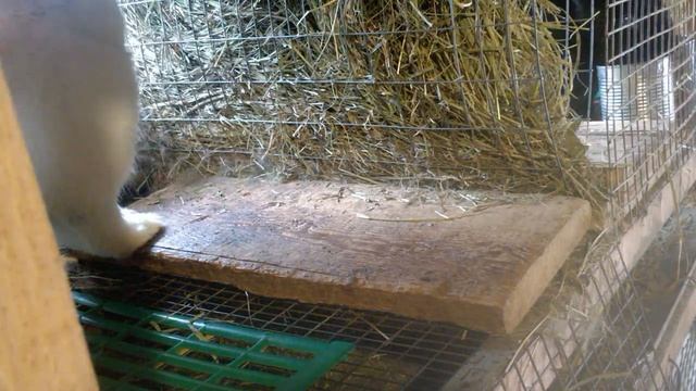 Как выбрать крола на племя. смотреть онлайн