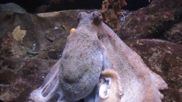 Океанариум (Аквариум) в Барселоне, Испания смотреть онлайн