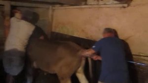 Осеменение тёлки, искуственное оплодотворение коровы 2019