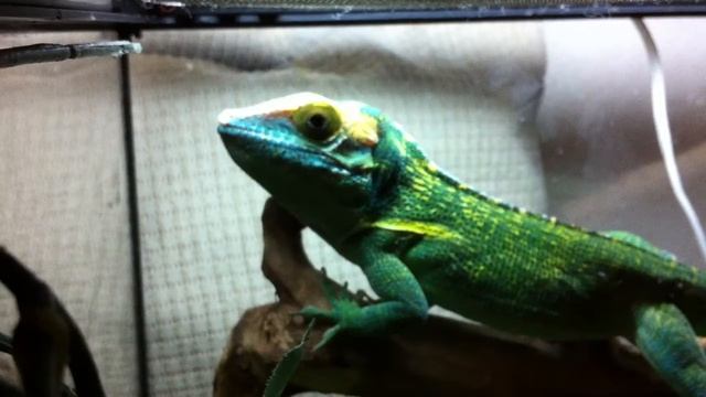 Анолис-рыцарь.Кормление хищника. смотреть онлайн