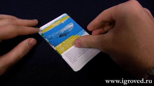 Секреты Планеты: Морские обитатели. Обзор настольной игры от Игроведа смотреть онлайн
