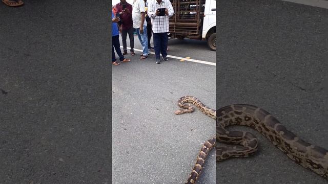 python snake ?rescue ? char Pur bridge смотреть онлайн