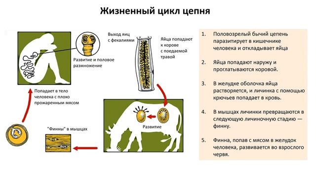 4. Тип Плоские черви (экспресс Зоология) подготовка к ОГЭ и ЕГЭ Биология смотреть онлайн