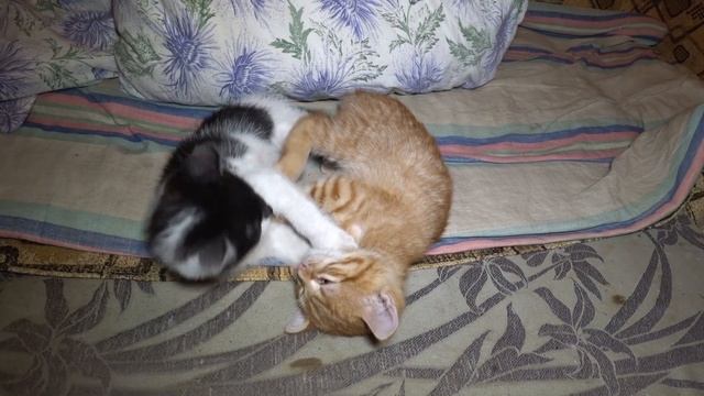 СМЕШНЫЕ КОТЯТА ИГРАЮТ смотреть онлайн