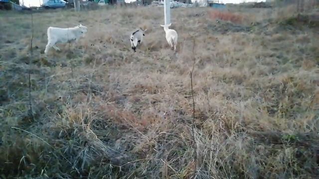 Вздутие у коз. Чуть не потеряли козу. Коза объелась, что делать? смотреть онлайн