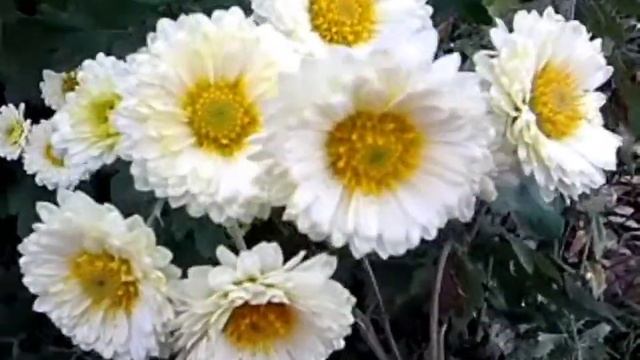 Осенние цветы 4 смотреть онлайн