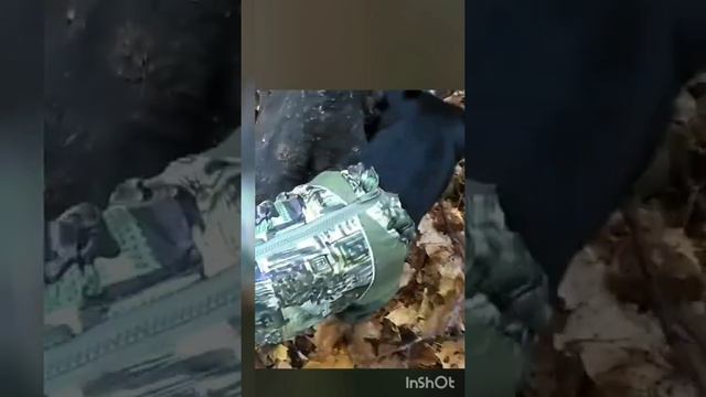 ягдтерьер.охота на мышей. смотреть онлайн