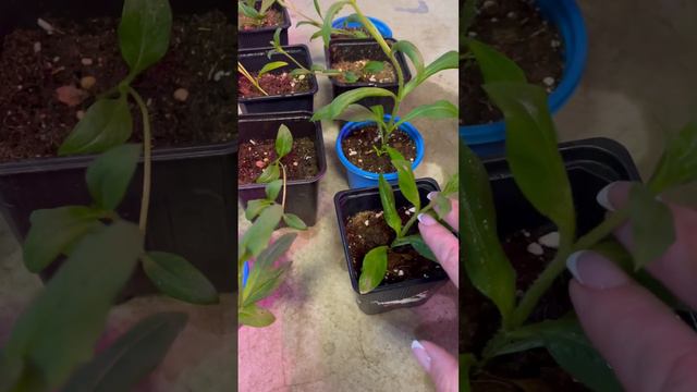 Реанимация 😱флокса друммонла смотреть онлайн