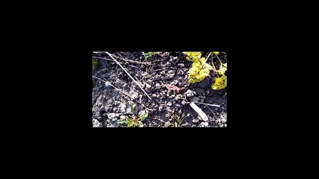 Спаривание червей / mating worms смотреть онлайн