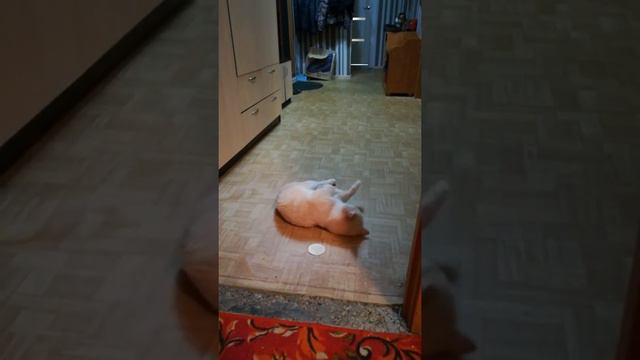 Календула для кота Алкаш смотреть онлайн