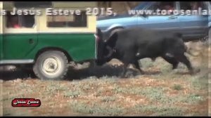 Видео самого безумного шоу   энсьерро  бег разъяренных быков в Испании