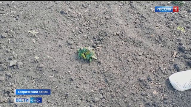 Омские дачники подсчитывают убытки из за ночных заморозков смотреть онлайн