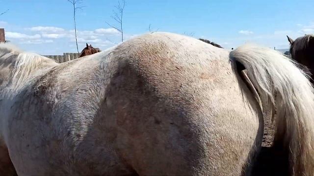 жеребец Дон Жуан?сделал танго с кобылкой смотреть онлайн