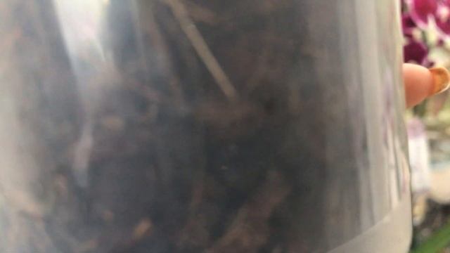 9 обмороженных орхидей и их реанимация!!!! смотреть онлайн