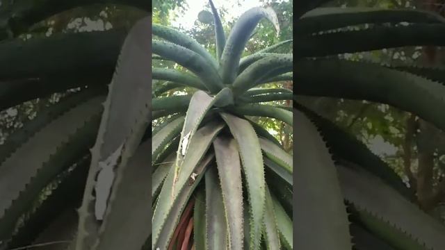 А Л О Э Г И Г А Н Т . смотреть онлайн