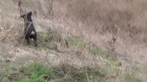 норная охота с ягдом