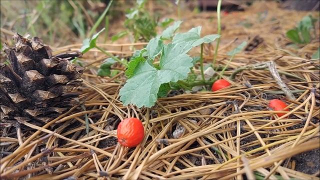 Натурфилософия: основные этапы развития. смотреть онлайн