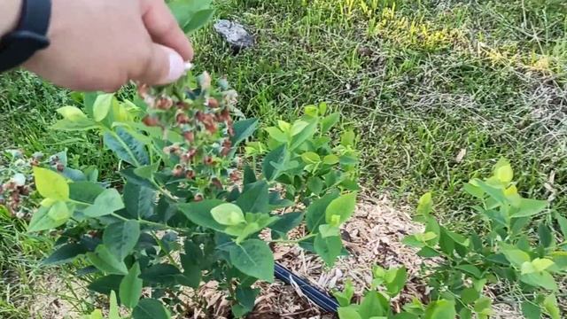 Этого не ожидали в этом году. Проект "Голубика" смотреть онлайн