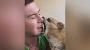 Приколы с собаками. Смешные моменты с животными.