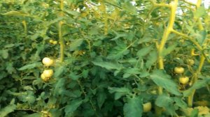 что делать, если макушка стала тонкой на томате?