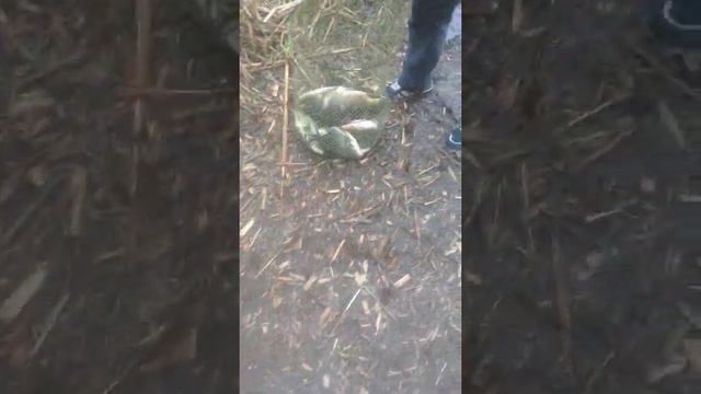 Сар. область, поселок аряж, пруд Тихий омут, результаты рыбалки 07.06.2020 смотреть онлайн