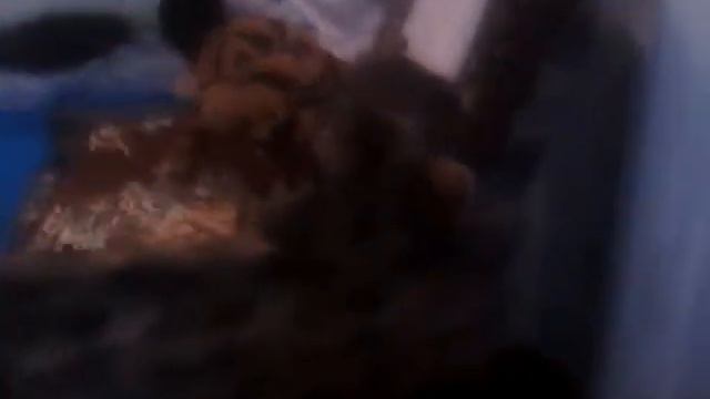 Кот везде лазит смотреть онлайн