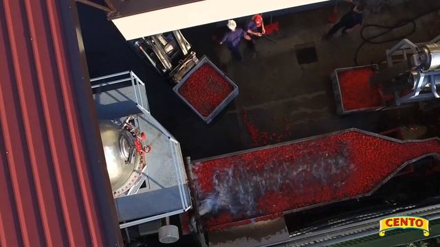 Cento Certified San Marzano Tomatoes смотреть онлайн