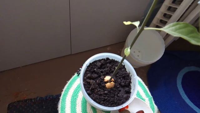 Советы по выращиванию Авокадо и Цикламена. смотреть онлайн