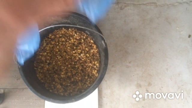 Курица заболела|| поставили зерно на проращивание . смотреть онлайн