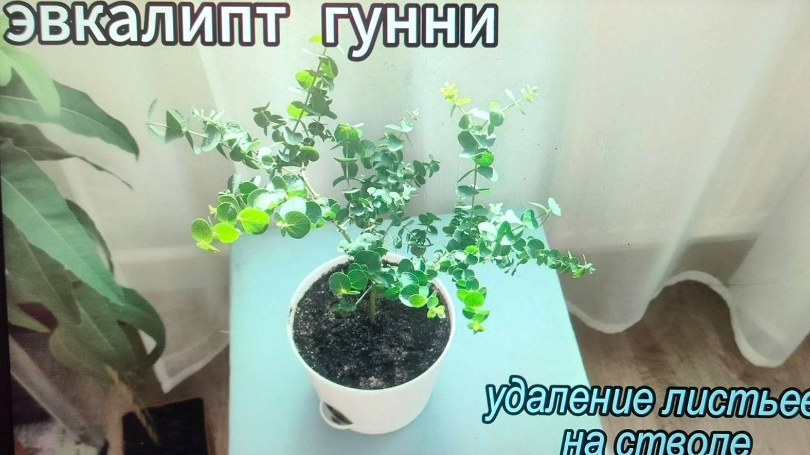 Стрижка листа с эвкалипта Гунни смотреть онлайн