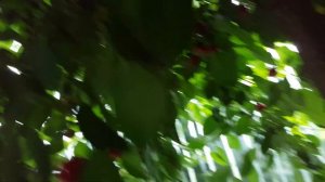 Крупный десертный сорт вишни Встреча