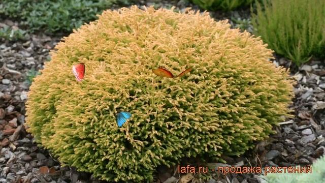 Туя западная Голден Туффет (golden-tuffet) ? обзор: как сажать, саженцы туи Голден Туффет