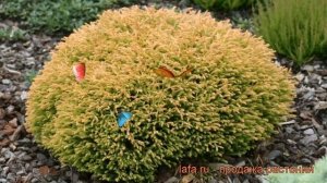 Туя западная Голден Туффет (golden-tuffet) ? обзор: как сажать, саженцы туи Голден Туффет