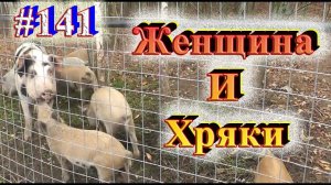 Женщина кастрирует хрячков. С нежной психикой НЕ СМОТРЕТЬ