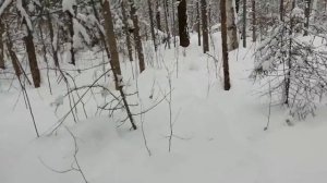 Поймал соболя в проходной(гуманный) капкан