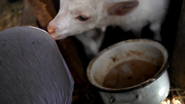 Выращивание и кормление козлят. смотреть онлайн