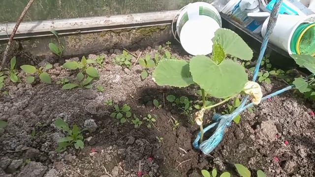 Армянский огурец. От посева до дегустации смотреть онлайн