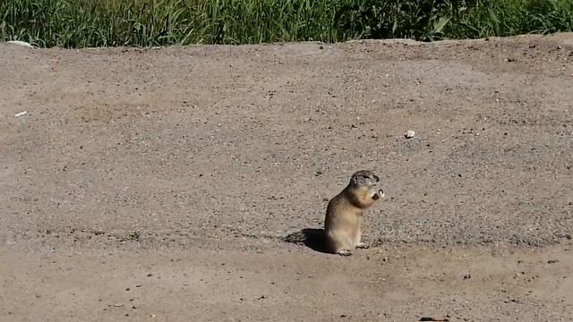 Суслики вдоль трассы смотреть онлайн