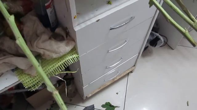 Рабочая неделя флориста// флорист FlorAnn!